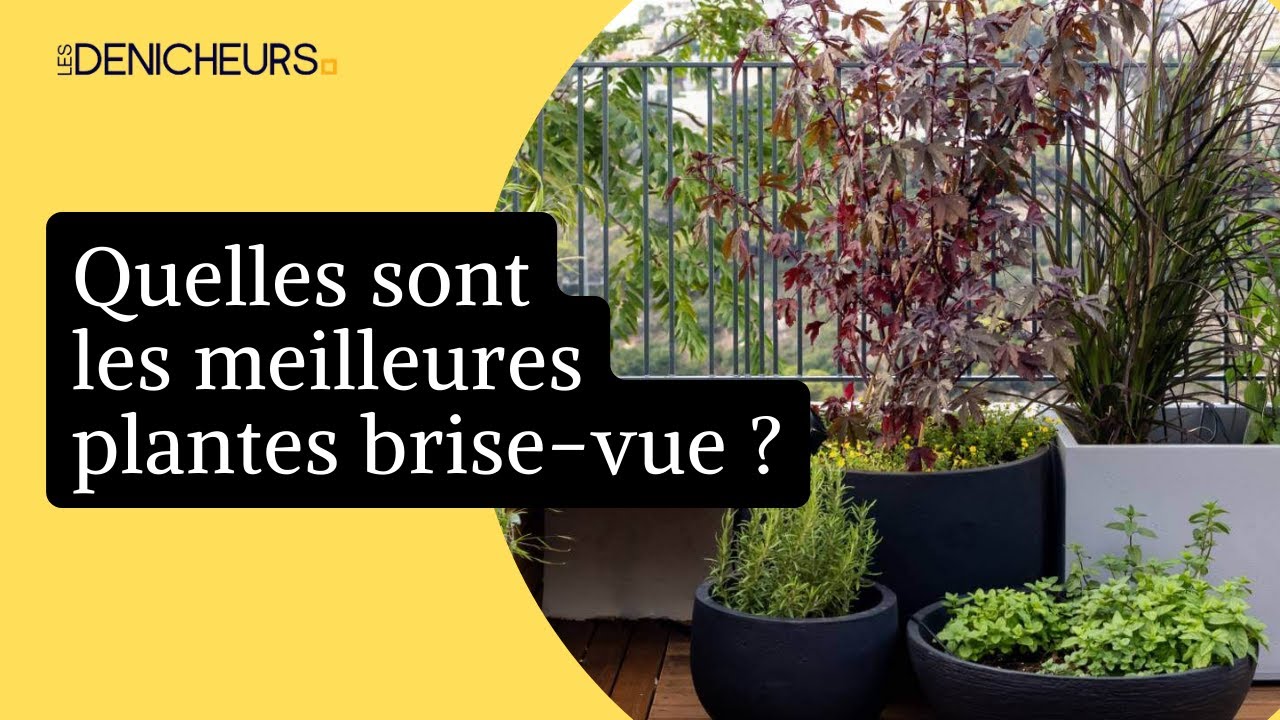 Video thumbnail for 🎍 5 plantes de balcon afin de limiter le vis-à-vis 🌿 🏵️☘️
