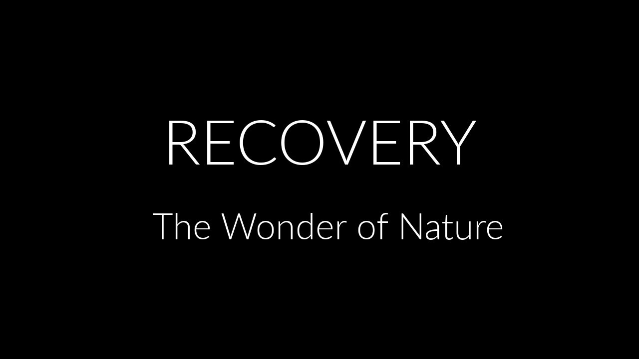 Video thumbnail for TIMELAPSE of Wilted Plant after Watering | Wondrous Nature