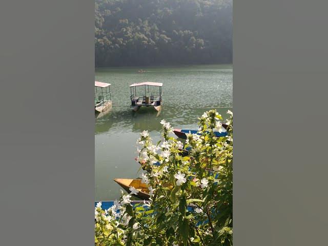Video thumbnail for 🌊 Beautiful Fewa Lake Pokhara | Peaceful Nature Vibes 🌄✨ #shrots