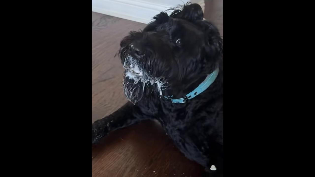 Video thumbnail for Dog Dad Grounded after Yogurt Treat Disaster
