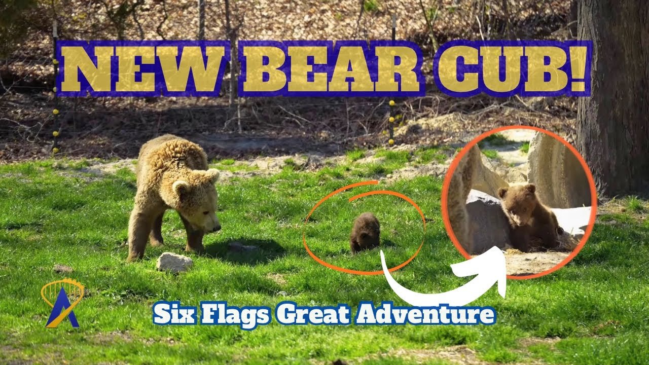 Video thumbnail for Adorable Brown Bear Cub at Six Flags Great Adventure