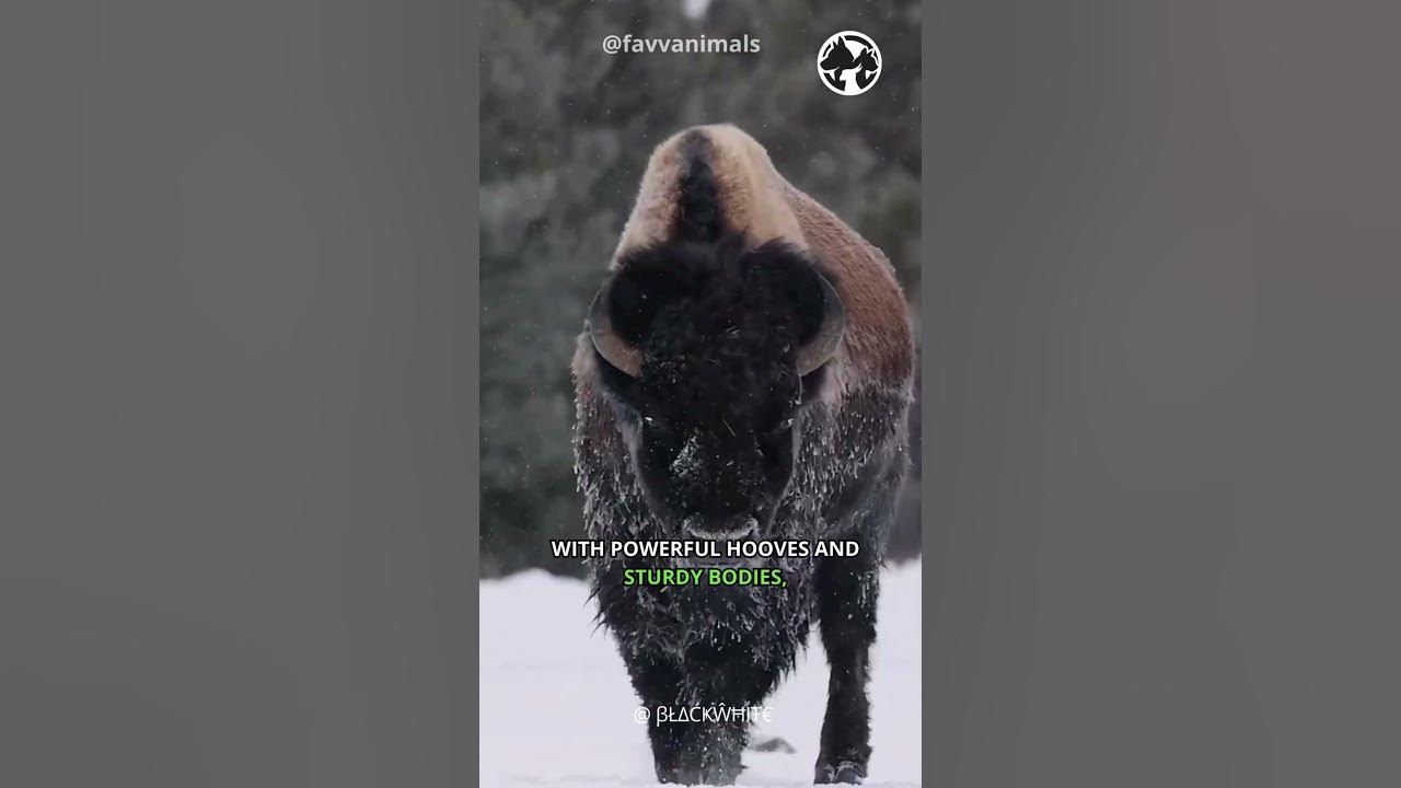 Video thumbnail for Plains Nomads   The Majestic Bison Herds  #shorts #bison