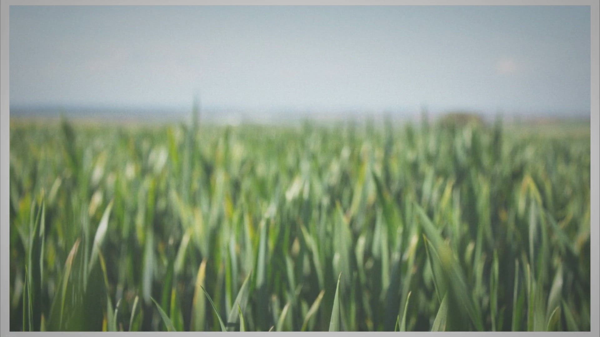 Video thumbnail for What are the 7 branches of agriculture?