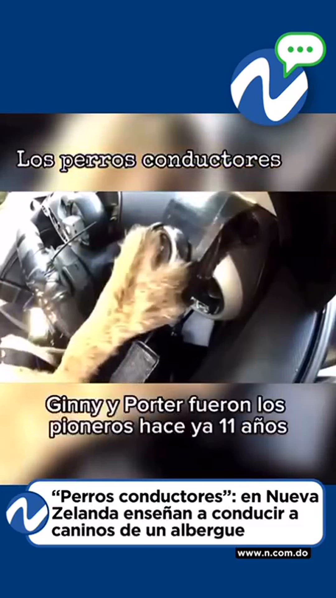 Video thumbnail for Perros manejando