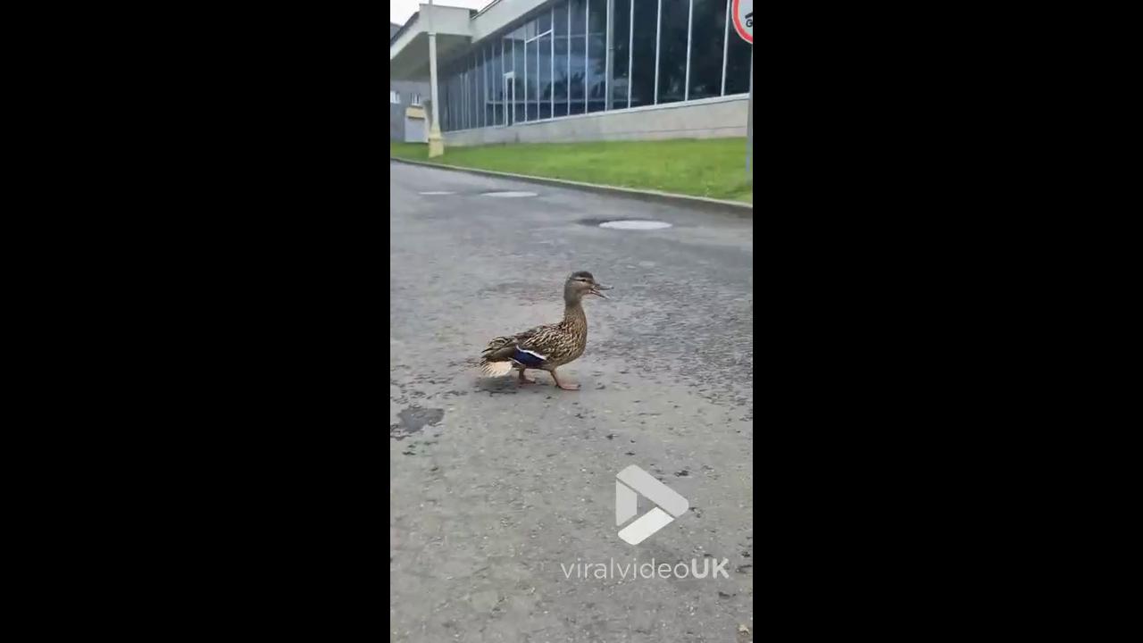 'Video thumbnail for VV4993 Little ducklings get rescued from drain'