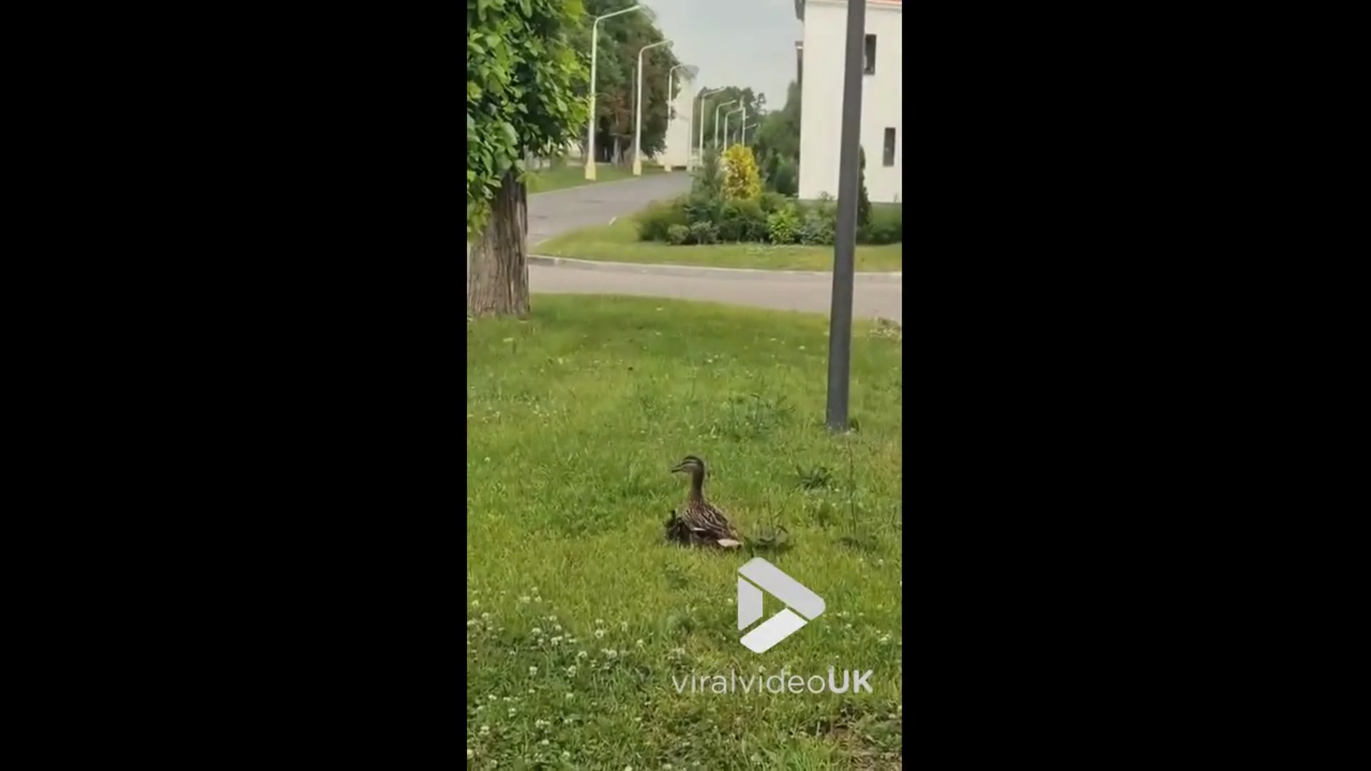 'Video thumbnail for VV4993 Little ducklings get rescued from drain'