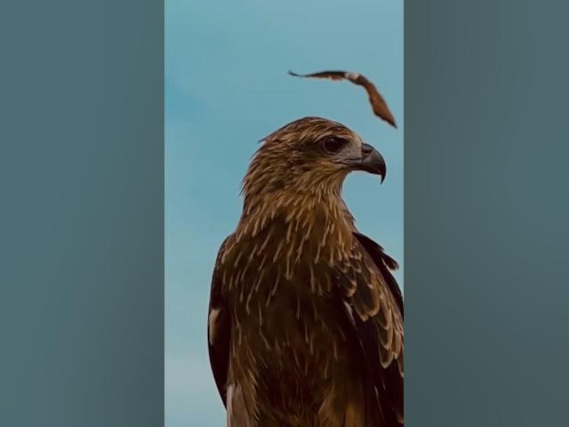 Video thumbnail for The Deadliest Eyes In The Sky 👁️🦅