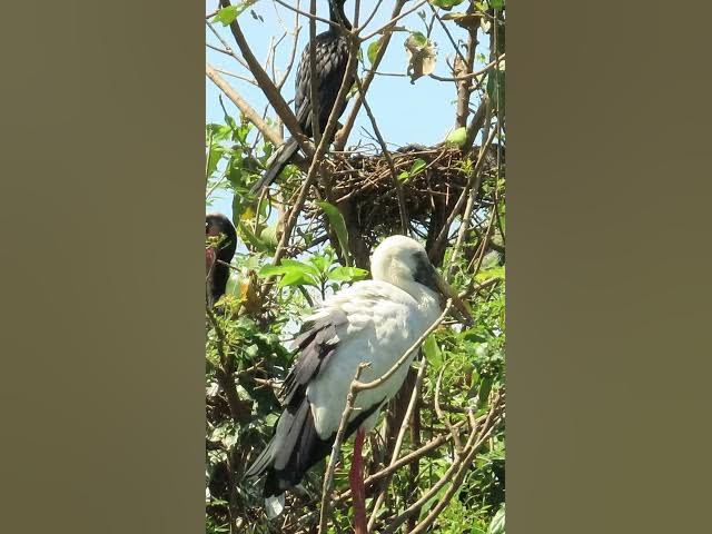 Video thumbnail for Wow Nice Gain Bird A lot EP 35 #birds #nestbird #birdalot #birdfeed #birdeat