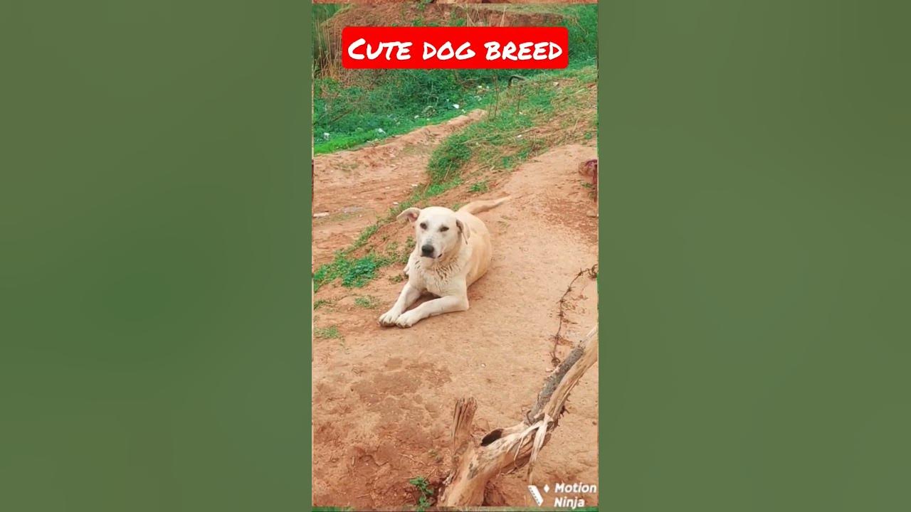 Video thumbnail for Dog for home #dogs #cutedog #dogracing