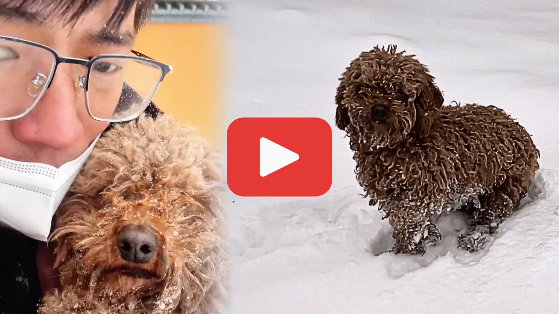 Video thumbnail for A Stray Dog Shivered in the Snow—Frozen, Yet Refusing to Give Up