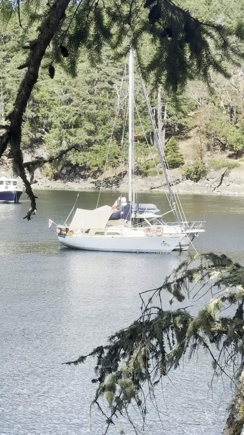 Video thumbnail for Solitary Roosevelt Elk Roaming Prevost Island Shores
