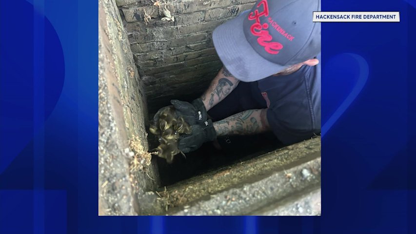 Video thumbnail for Hackensack firefighters rescue ducklings in distress