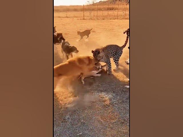 Video thumbnail for Farm Dogs vs. Leopard: The Ultimate dog Rescue Mission #aistory #animalrescue #rescueefforts