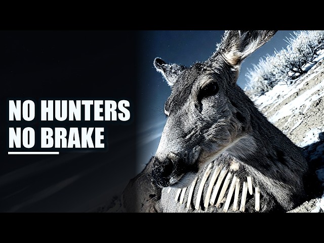 Video thumbnail for What Happens If Humans Stopped Hunting