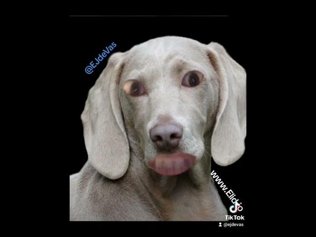 Video thumbnail for this dog growls in setswana