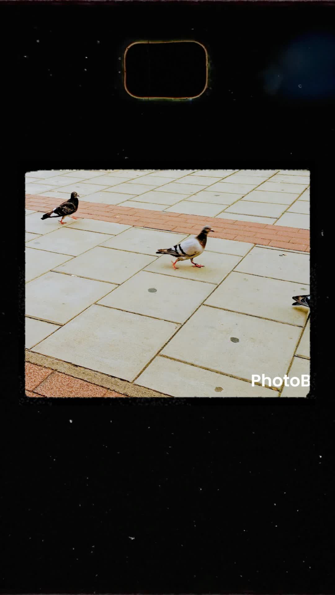 Video thumbnail for Birds