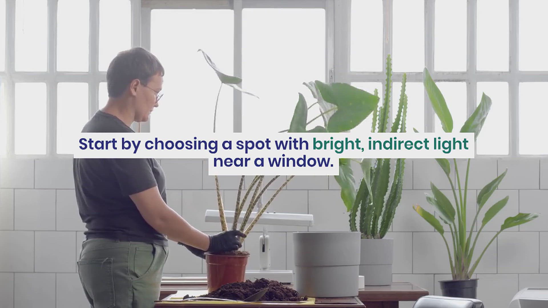 'Video thumbnail for How to Grow Black Velvet Alocasia Indoor'