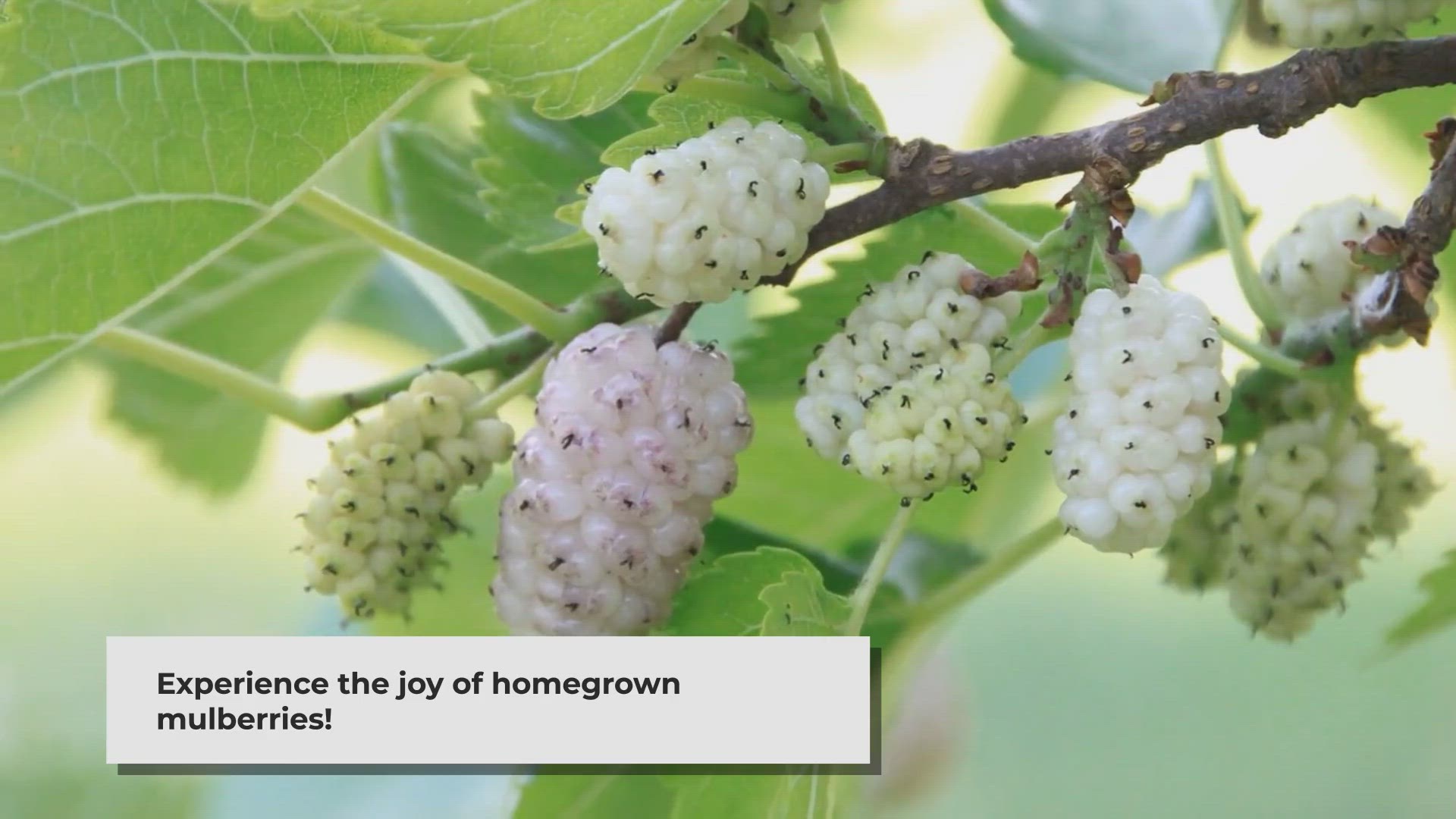 Video thumbnail for How to Grow and Care for a Mulberry Tree
