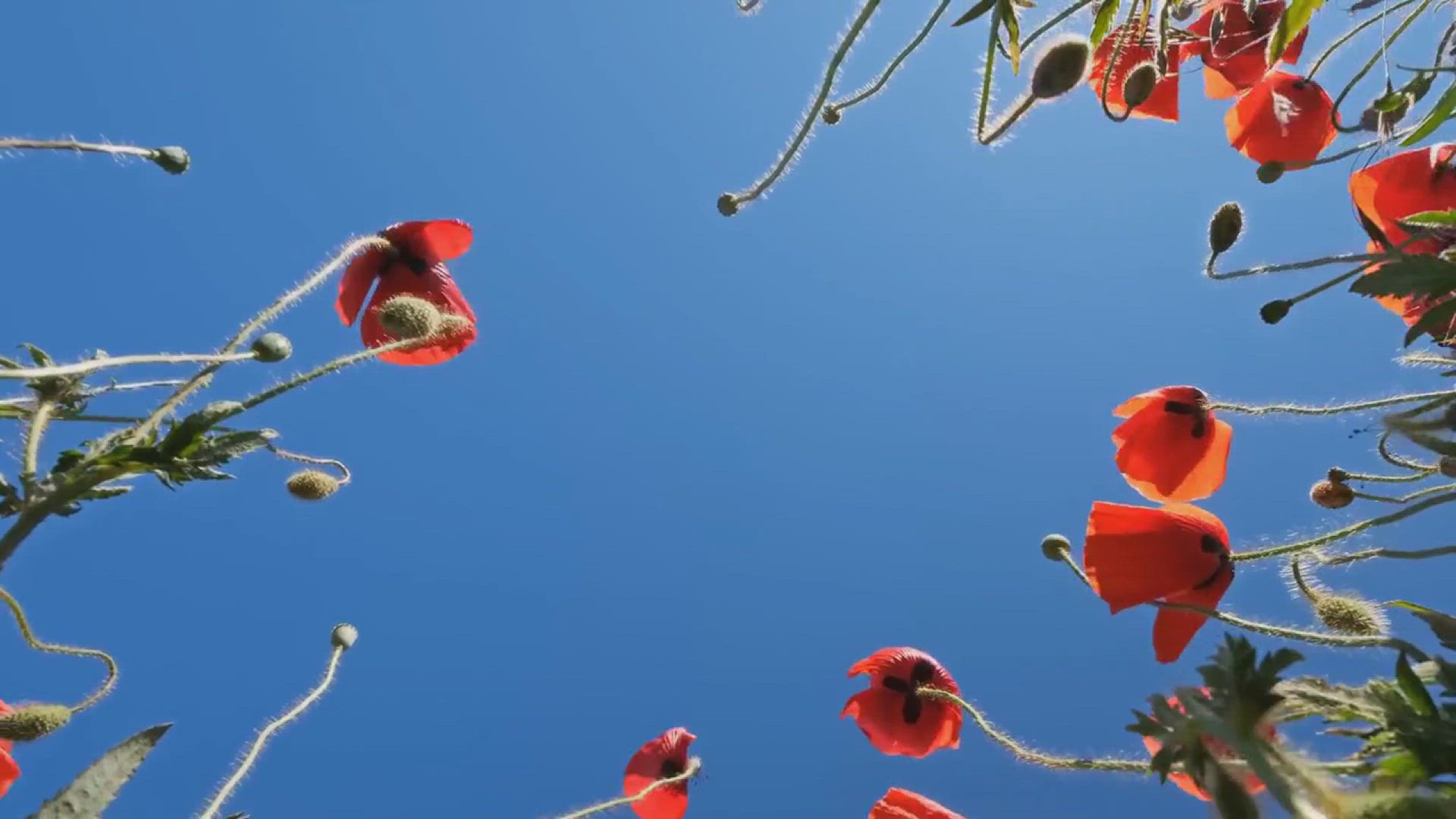 'Video thumbnail for How to Grow Arkansas Blue Star in Your Garden'