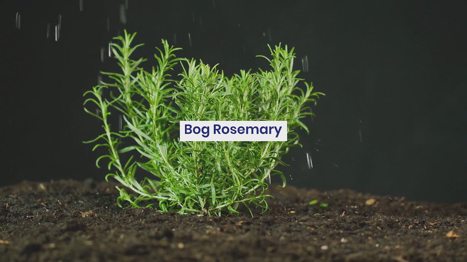 'Video thumbnail for How to Grow Bog Rosemary in Your Garden'