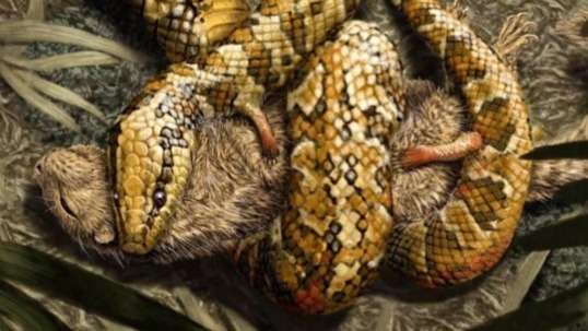 Video thumbnail for A closer look at Tetrapodophis: the four-legged hugging snake