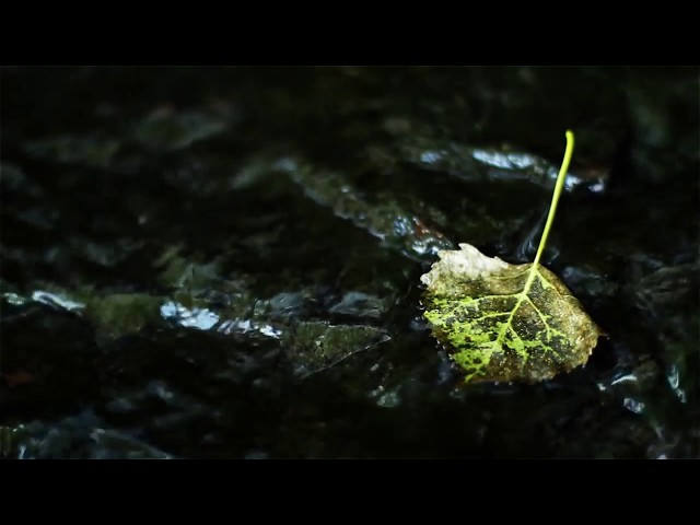 Video thumbnail for Nadir Dhare Nirjan Gach Tolay  - Sunil Gangopadhyay