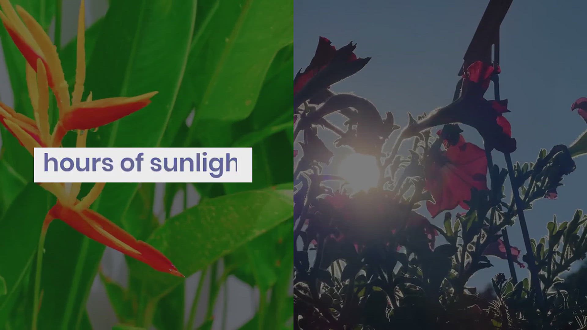 'Video thumbnail for How to Grow Ice Plant in Your Garden'
