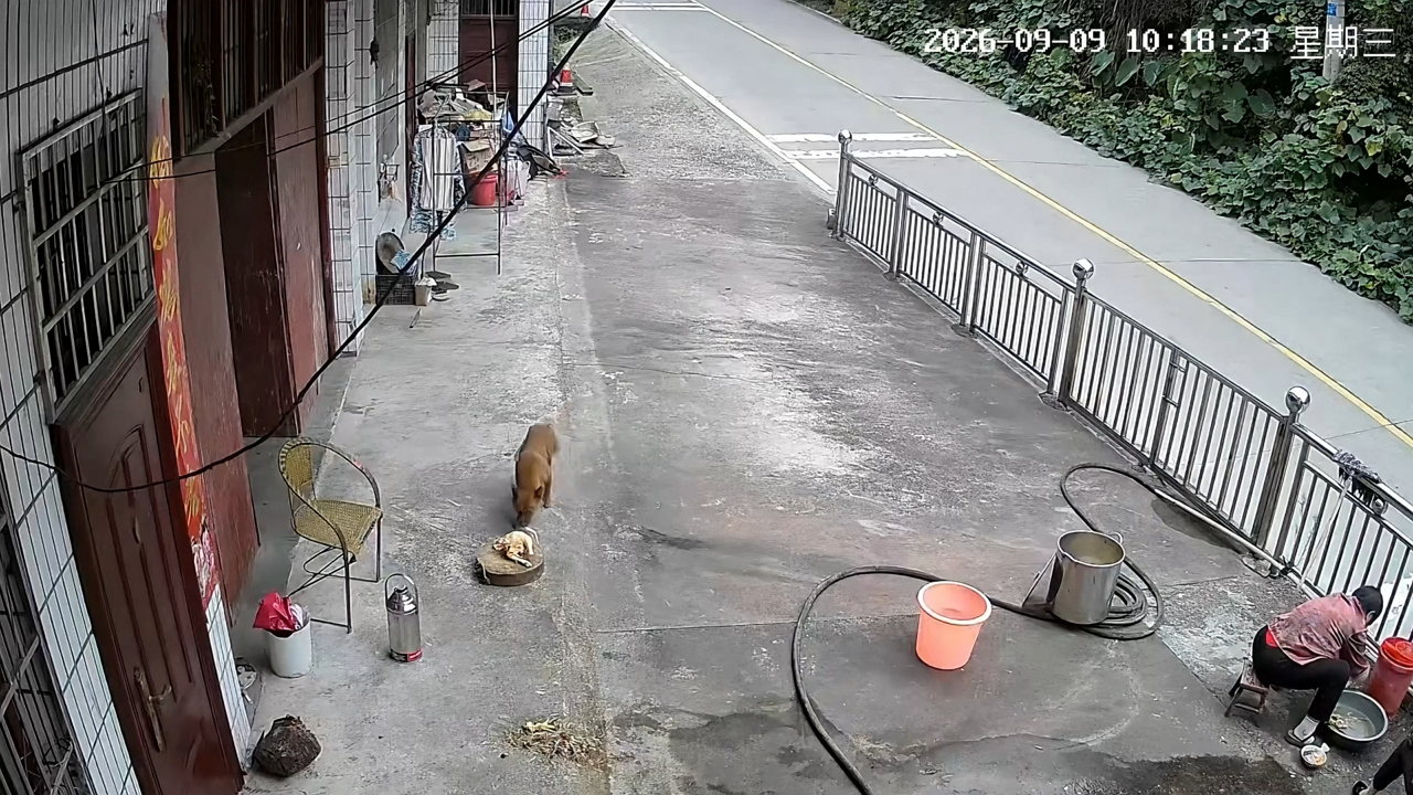 Video thumbnail for Dog Quietly Steals Cooked Duck While Woman Washes Dishes