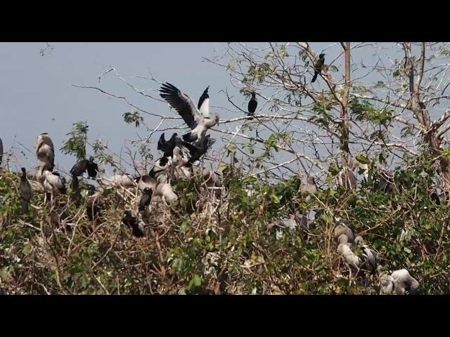 Video thumbnail for THIS LAKE SOILD FOR CROWS BIRD WITH CRANE BIRDS Hours #100019