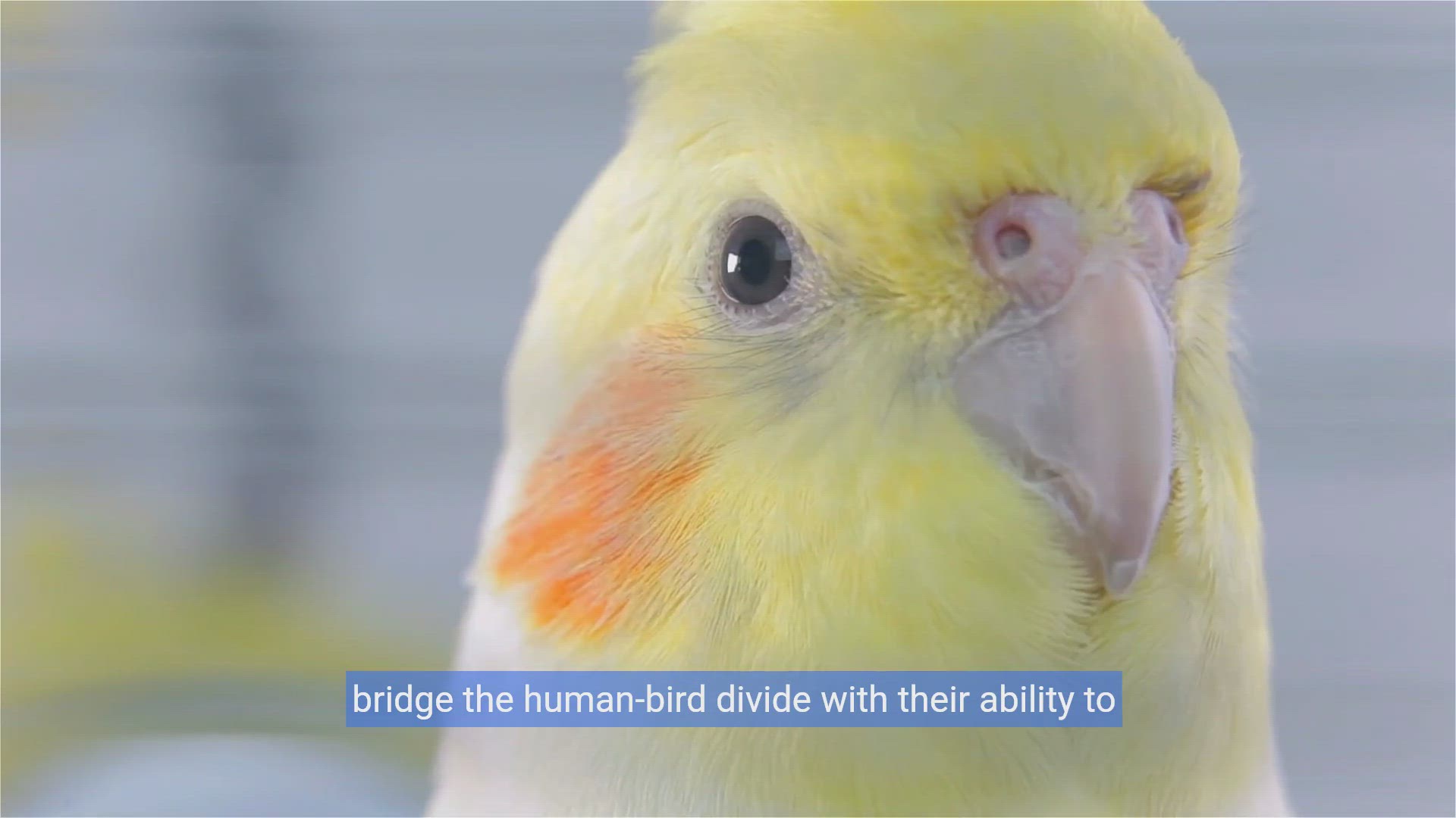 'Video thumbnail for Chirp & Chat: Mastering Cockatiel Speech Training copy'
