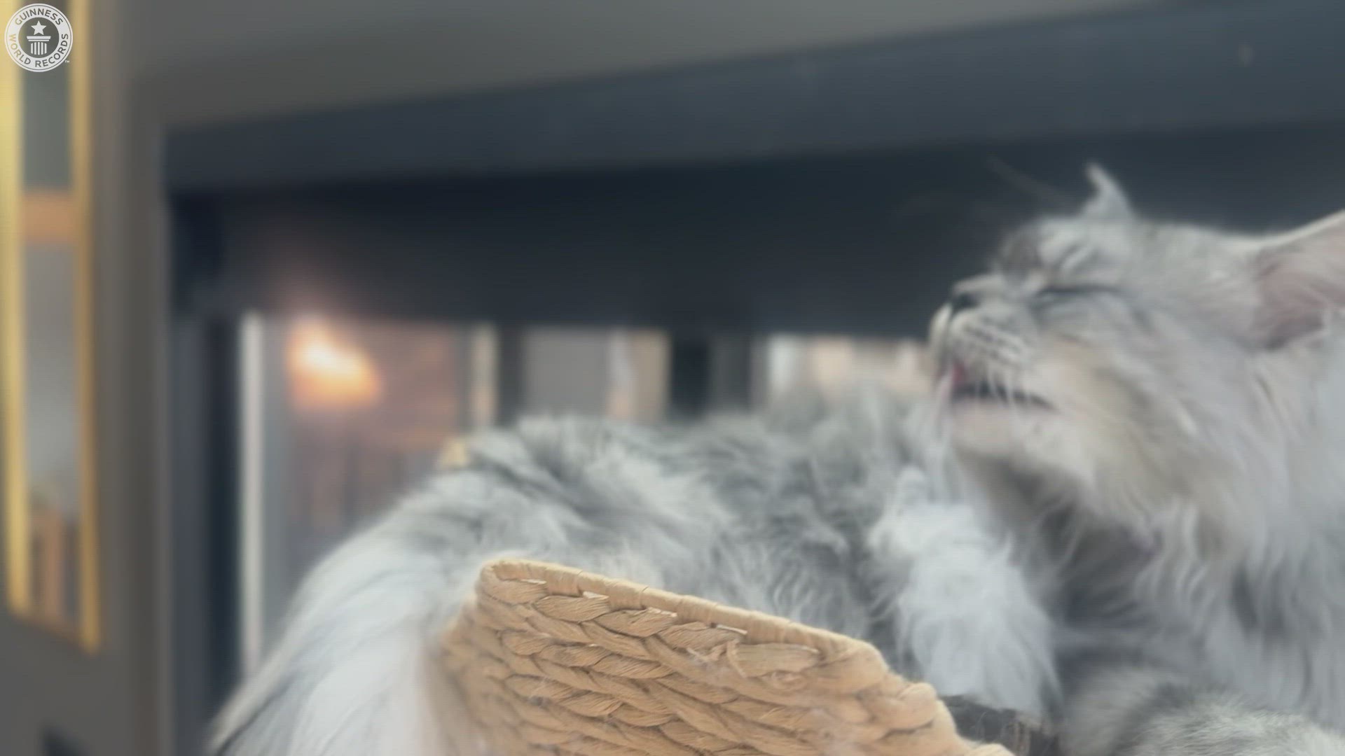 'Video thumbnail for Longest Tail on a Domestic Cat'