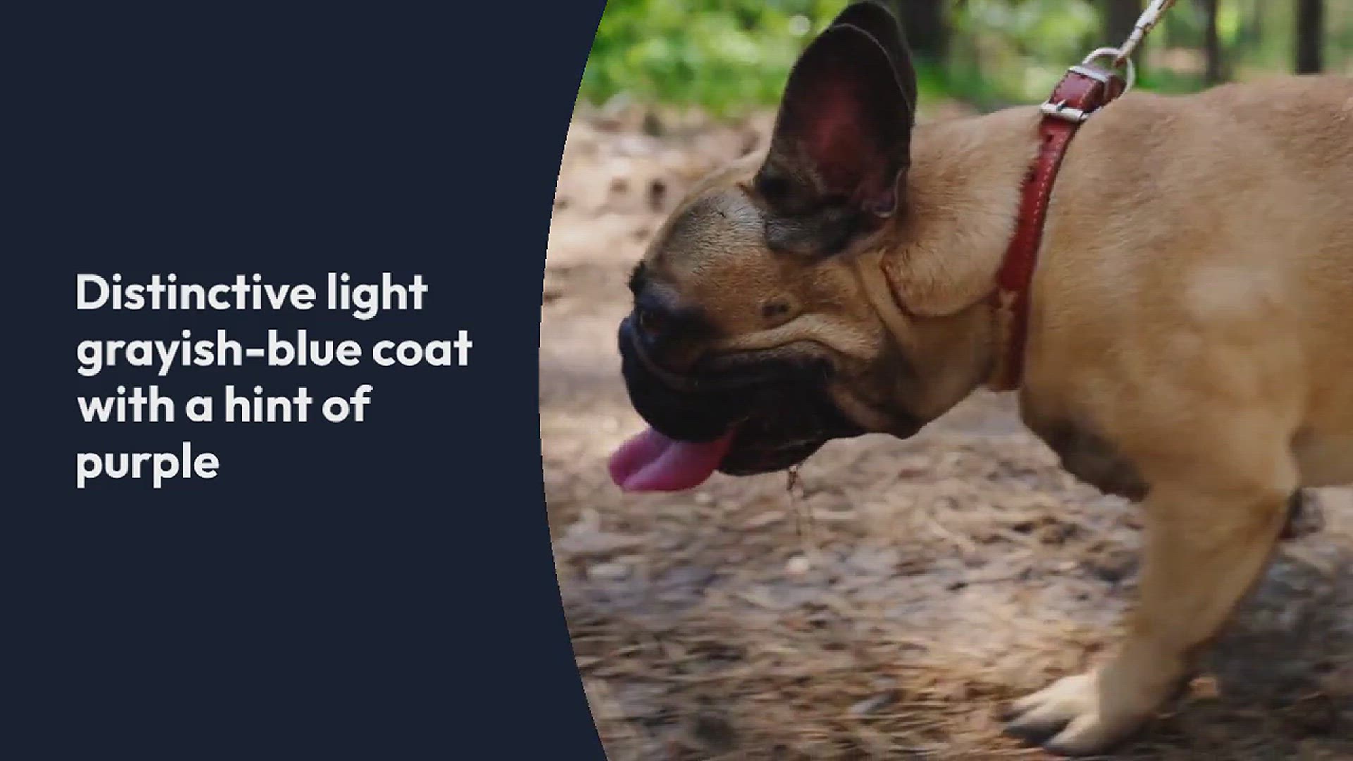 Video thumbnail for Lilac French Bulldog