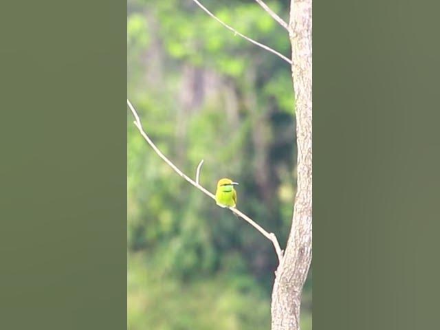 Video thumbnail for The best bird at field 2 #dovebird #smallbird #birds #bird #shortdove #nestdove #babiesdove