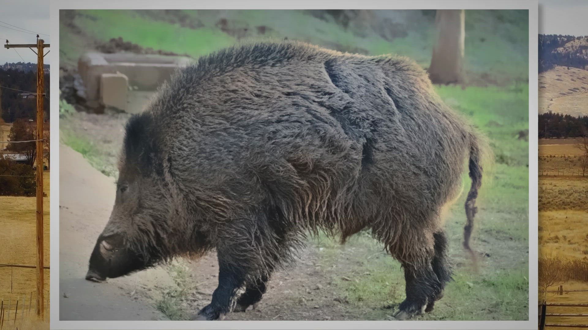 Video thumbnail for The Razorback: History, Characteristics, and Origins of Feral Hogs