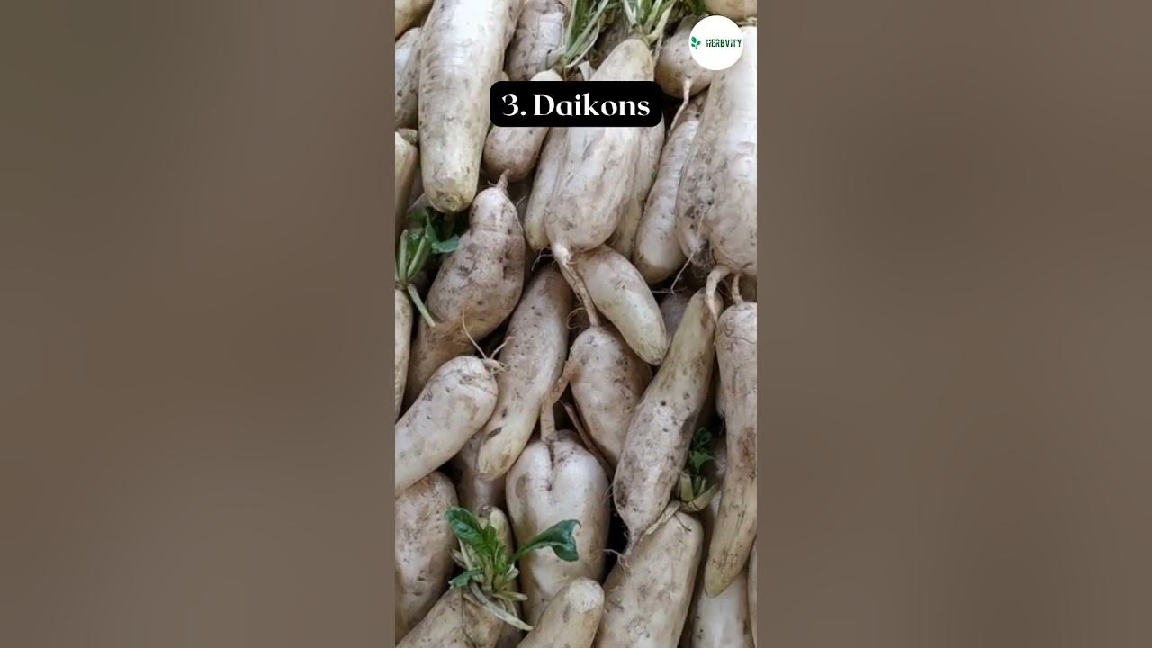 Video thumbnail for 7 Types Of Radishes to Grow #farming #herbgarden #shorts