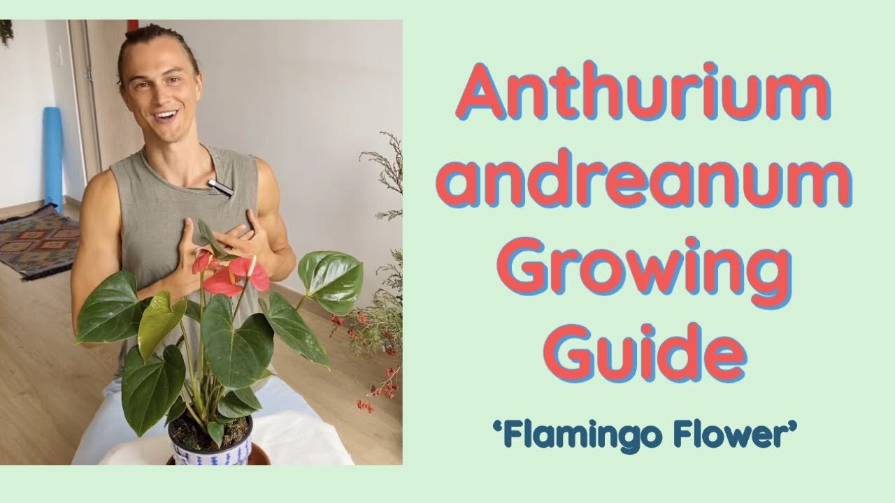 Video thumbnail for Anthurium andreanum 'Flamingo Flower' Growing Guide