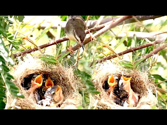 Video thumbnail for Baby's cuckoo bird crie eat food | Mother's cuckoo bird feed it