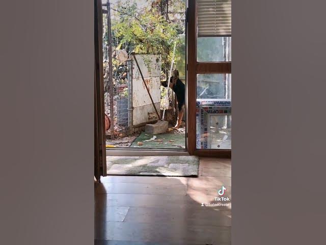 Video thumbnail for baloo