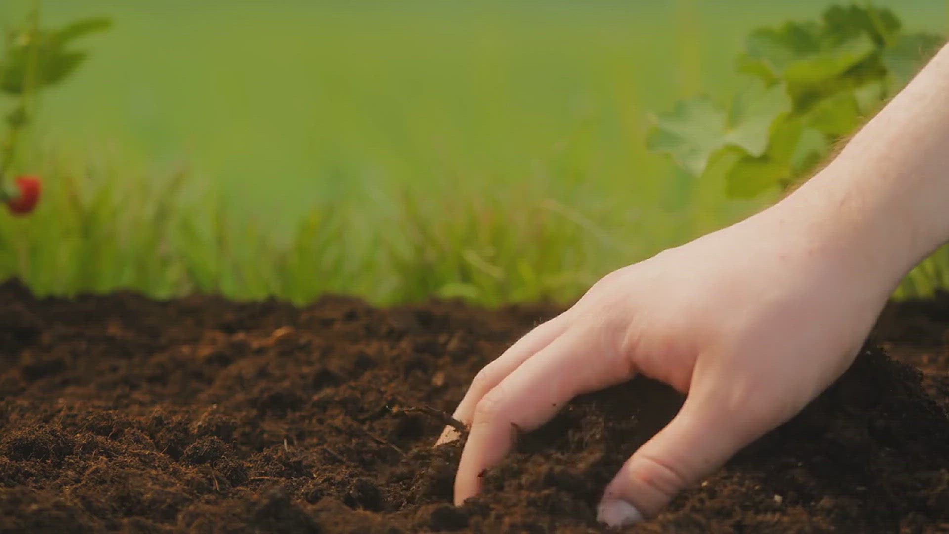 'Video thumbnail for How to Grow Beets in Your Backyard Garde'