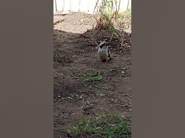 Video thumbnail for 27 October 2025