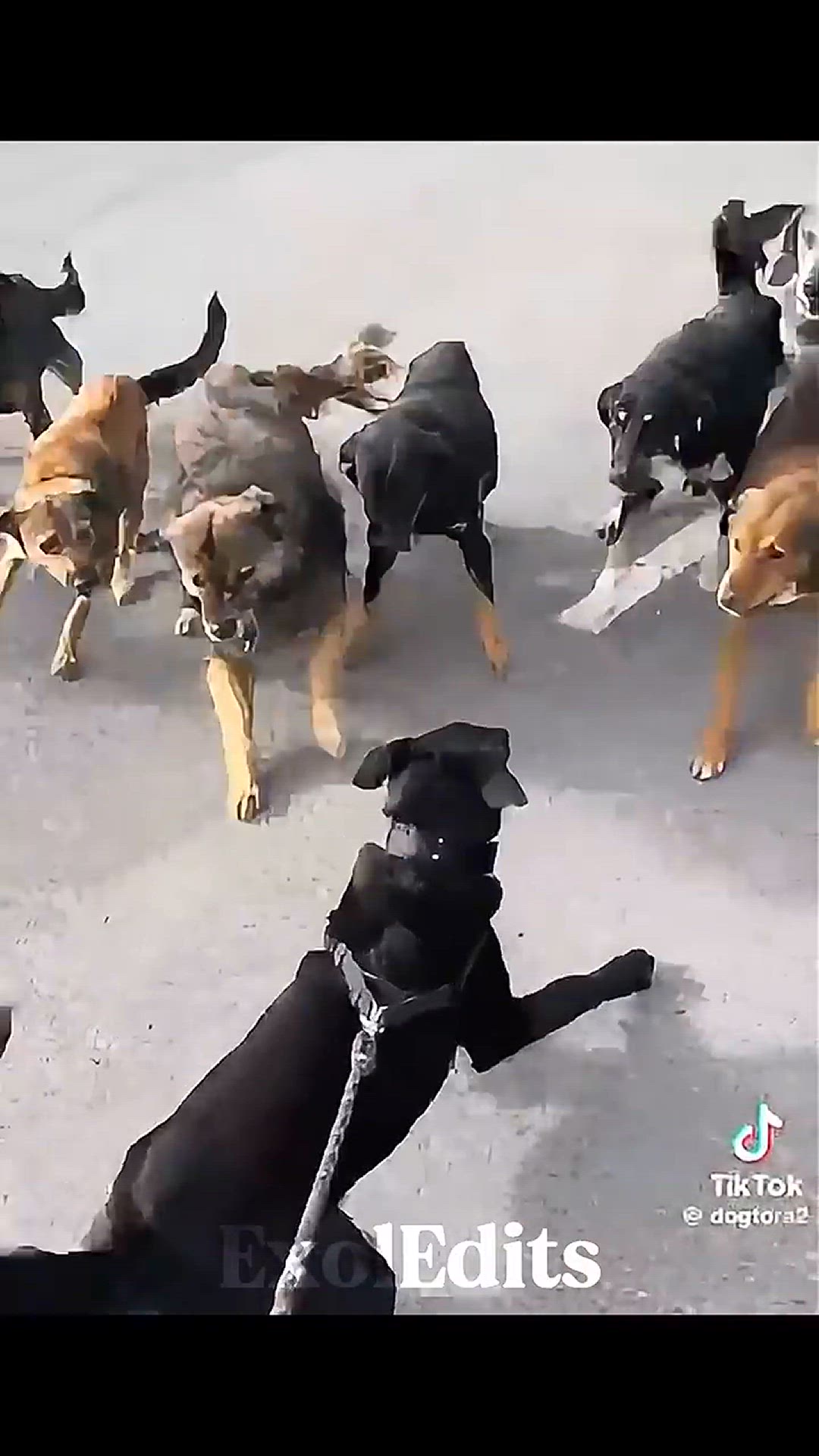 Video thumbnail for Dog Protection ☠️☠️