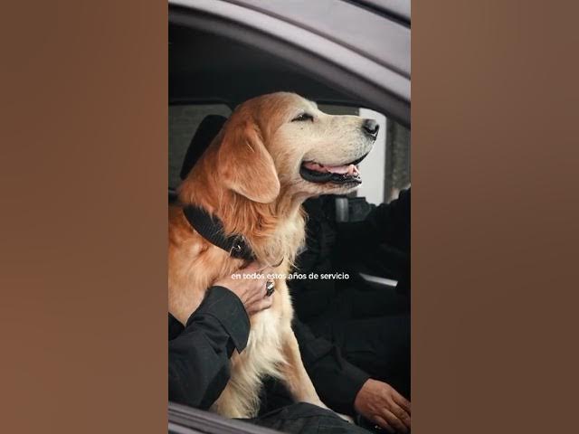 Video thumbnail for La emotiva despedida de dos perros de la Brigada de Explosivos de la Policía de Córdoba