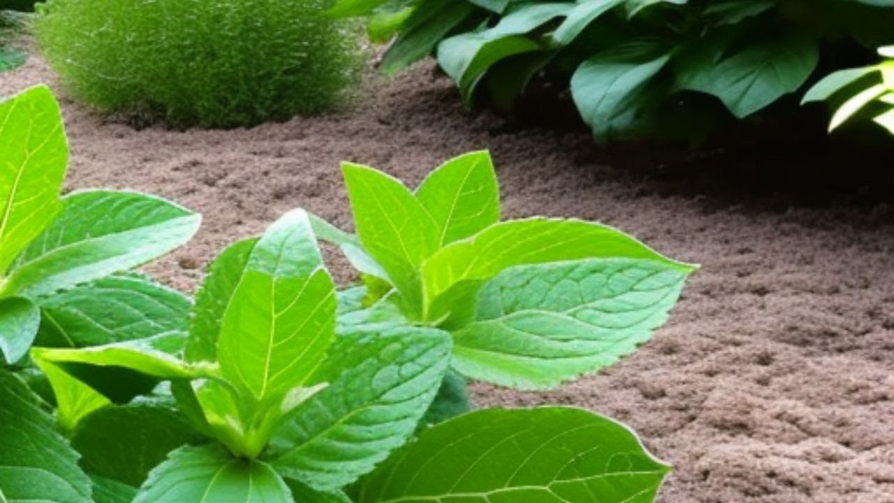 Video thumbnail for These Companion plants will make your Mint Thrive
