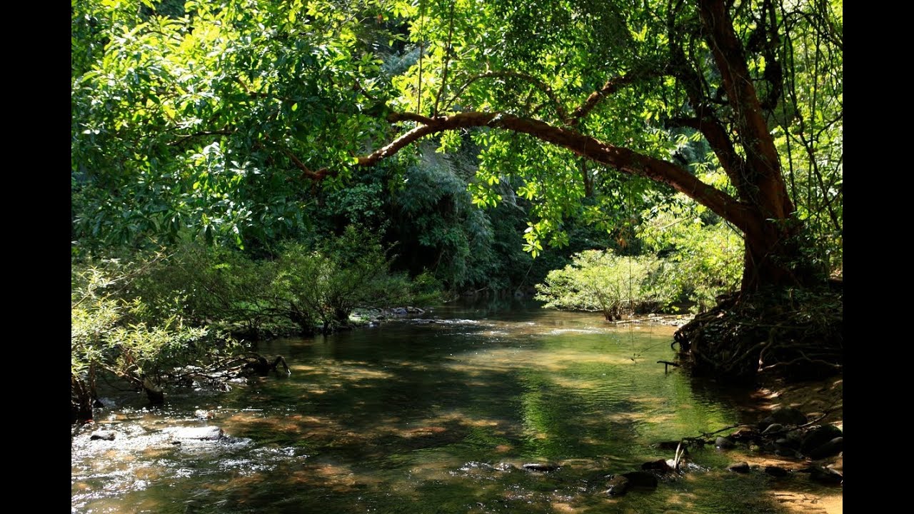 'Video thumbnail for Khao Sok Nationalpark | Thailand'