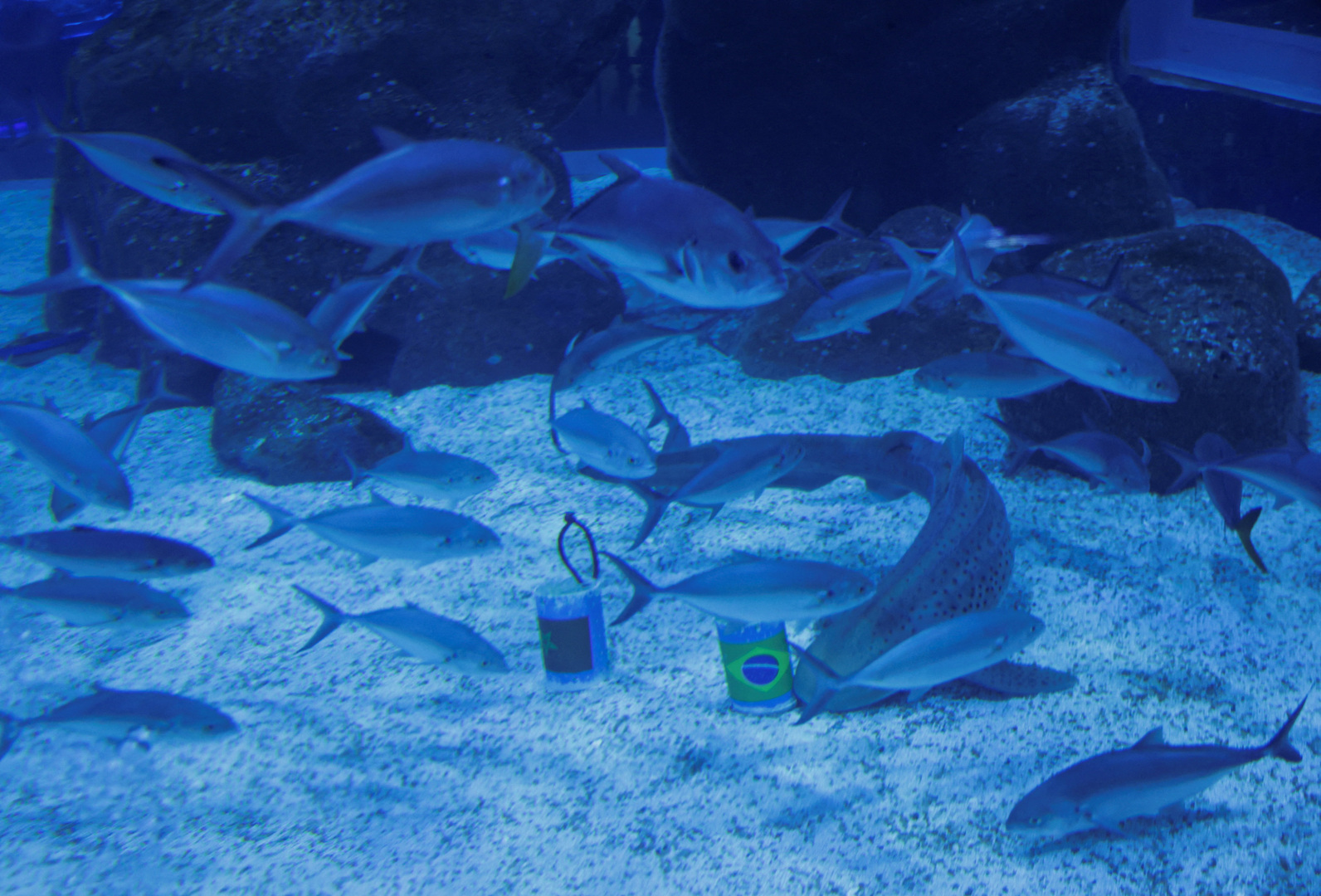 Video thumbnail for Shark predicts winning start for Brazil at FIFA World Cup