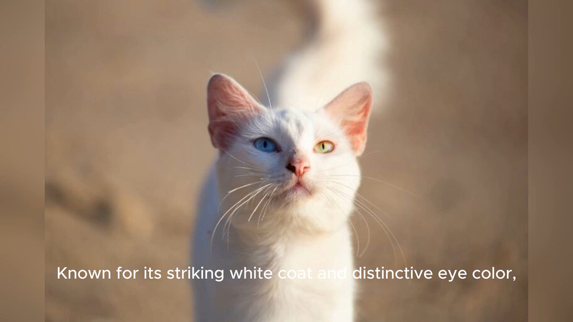 Video thumbnail for Khao Manee