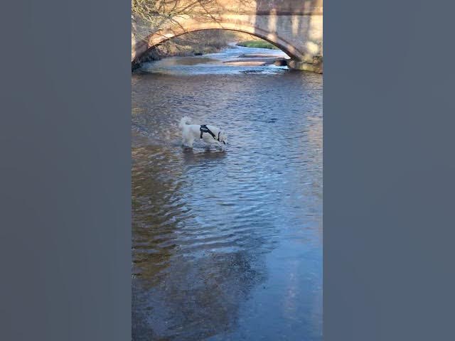 Video thumbnail for Ghost paddles... she doesn't like to get her fur too wet!!