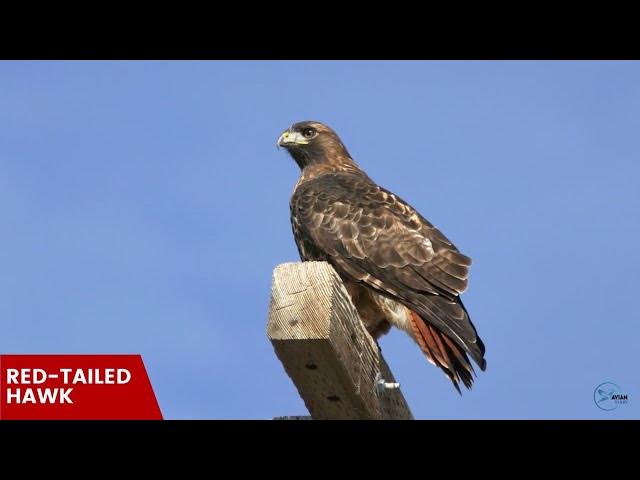 Video thumbnail for Hawks in West Virginia: Feathered Guardians of the Mountain State