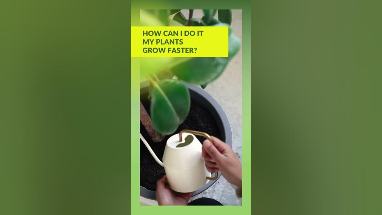 Video thumbnail for ? Gardening Tips - Secrets of Gardener ?