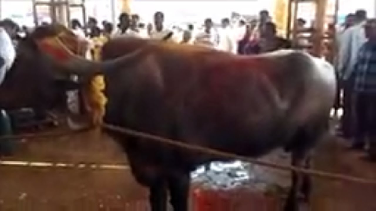 'Video thumbnail for Shri Marikamba jatra./Sirsi Marikamba bull in jatra.'